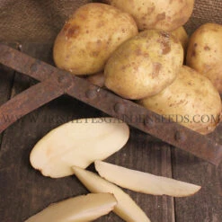 Potato (Mid-Season) - Kennebec
