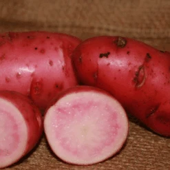 Potato (Late-Season) Fingerling - Red Thumb (Organic/Heirloom)
