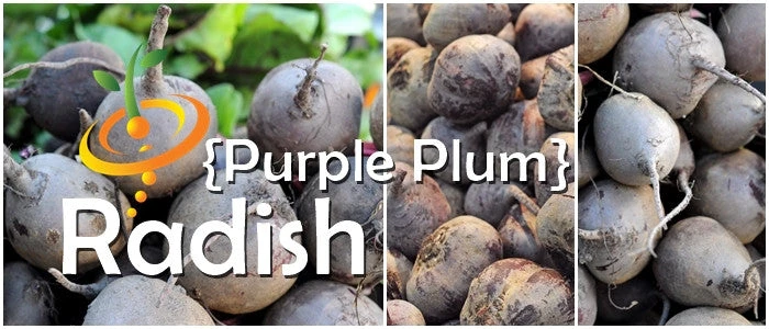 Radish - Purple Plum 7 Radish - Purple Plum - Image 5
