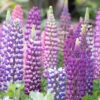 Flowers - Lupine, Russell Mix 2 Flowers - Lupine, Russell Mix -Speed now RUSSELLUPINEMIXseeds