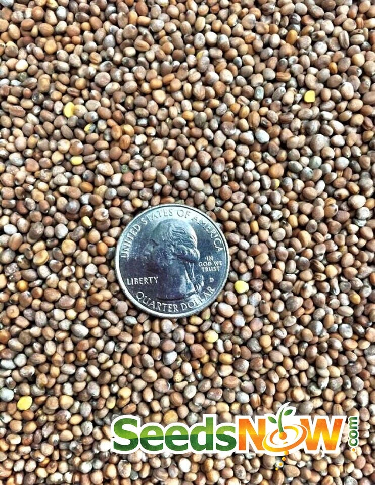 Radish - Beauty, Pink 12 Radish - Beauty, Pink - Image 10