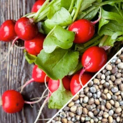 Radish - Champion -Speed now Radish Champion seeds 1