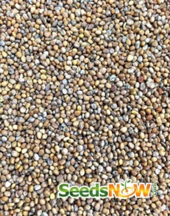 Radish - Champion -Speed now Radish Champion seeds 2