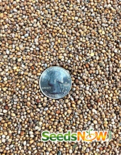 Radish - Champion -Speed now Radish Champion seeds 3