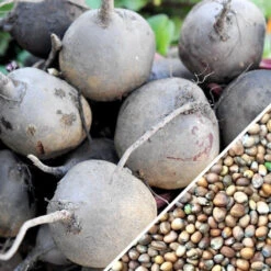 Radish - Purple Plum 15 Radish - Purple Plum -Speed now Radish Purple Plum seeds