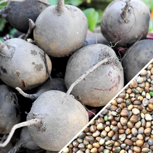 Radish - Purple Plum 8 Radish - Purple Plum - Image 6