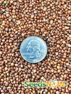 Radish - Purple Plum 16 Radish - Purple Plum -Speed now Radish Purple Plum seeds 2