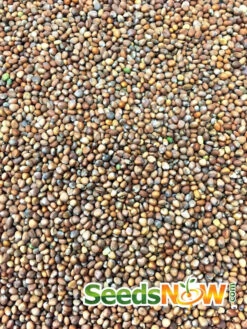 Radish - Purple Plum 17 Radish - Purple Plum -Speed now Radish Purple Plum seeds 3