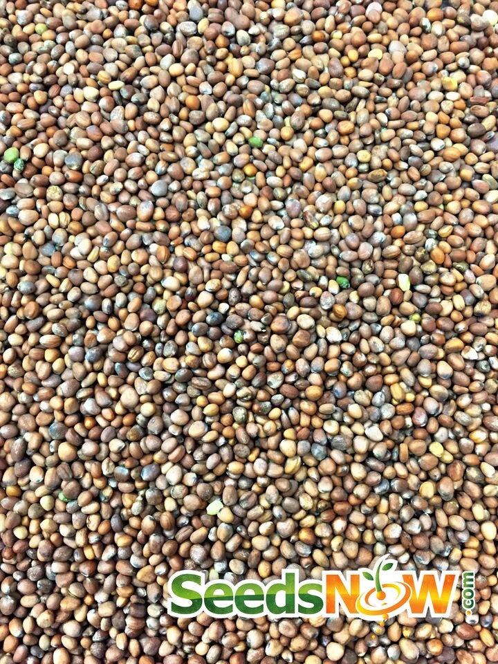 Radish - Purple Plum 10 Radish - Purple Plum - Image 8