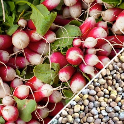 Radish - Sparkler 9 Radish - Sparkler - Image 7