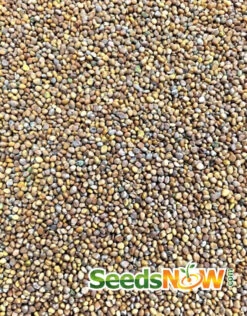 Radish - Sparkler 18 Radish - Sparkler -Speed now Radish Sparkler seeds 2