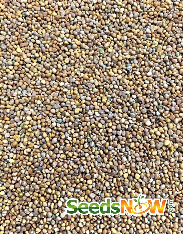 Radish - Sparkler 10 Radish - Sparkler - Image 8