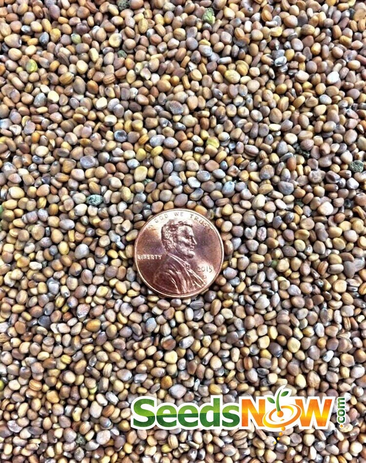 Radish - Sparkler 11 Radish - Sparkler - Image 9