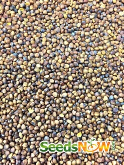 Radish - Watermelon -Speed now Radish Watermelon seeds 1