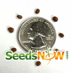 Radish - White Icicle -Speed now Radish White Icicle seeds 1