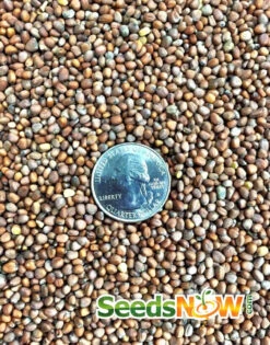 Radish - White Icicle -Speed now Radish White Icicle seeds 2