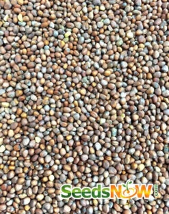 Radish - White Icicle -Speed now Radish White Icicle seeds 3