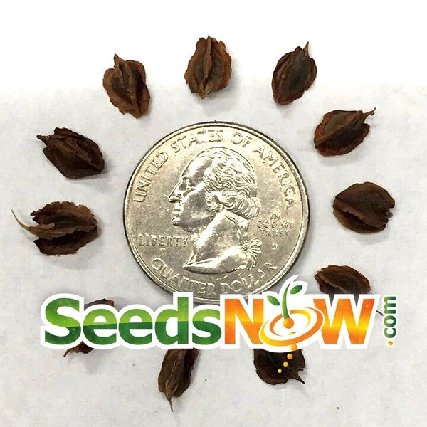 Rhubarb - Victoria 8 Rhubarb - Victoria - Image 6