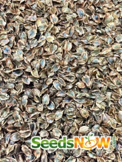 Rhubarb - Victoria 15 Rhubarb - Victoria -Speed now Rhubarb Victoria seeds 2