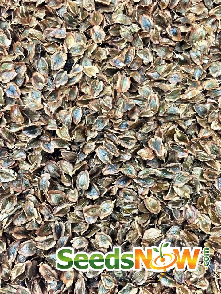 Rhubarb - Victoria 9 Rhubarb - Victoria - Image 7