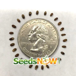 Rosemary 16 Rosemary -Speed now Rosemary seeds