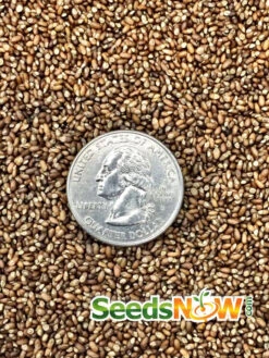 Rosemary 15 Rosemary -Speed now Rosemary seeds 2