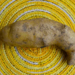 Potato (Late-Season) Fingerling - Russian Banana (ORGANIC) -Speed now Russian Banana