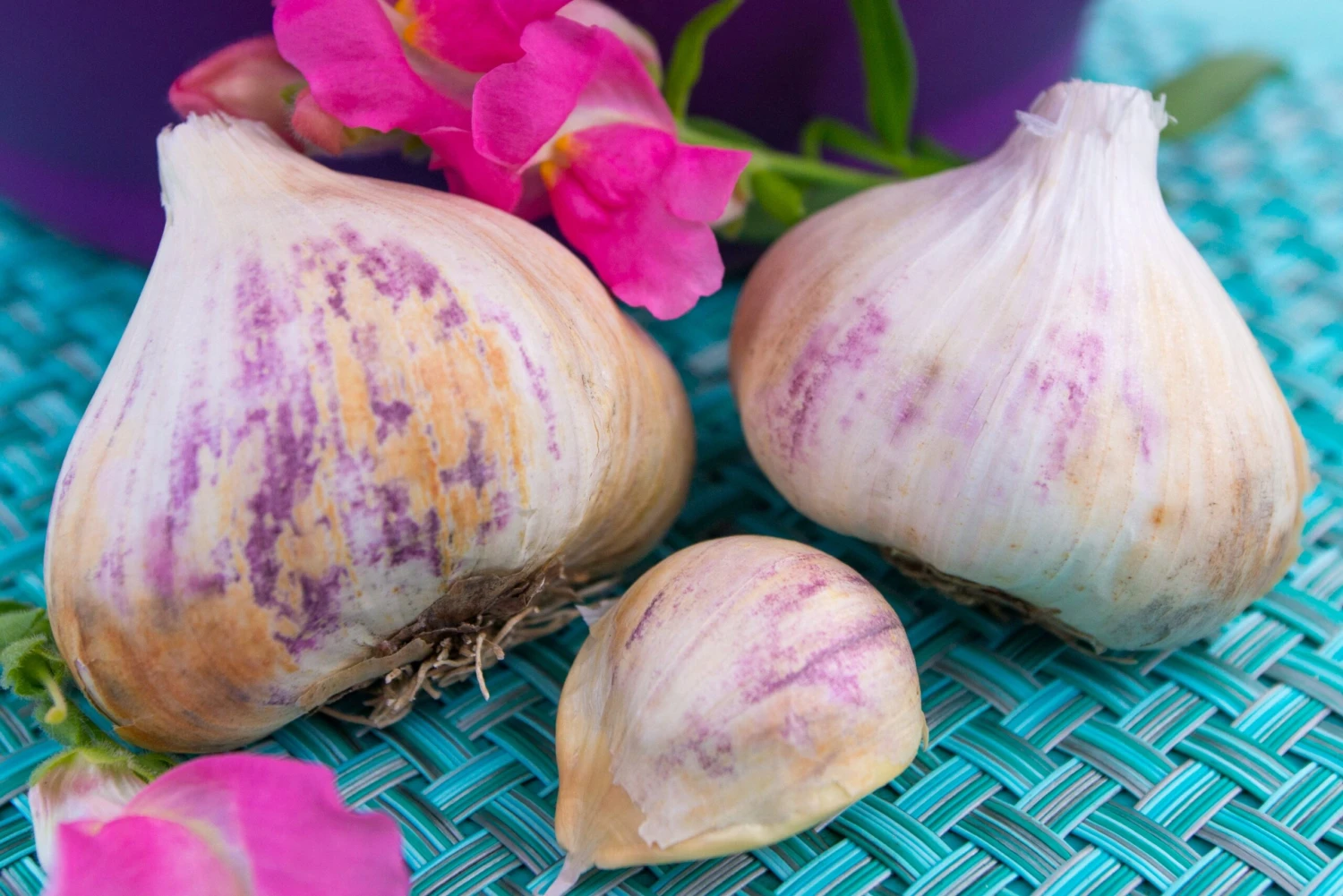 Garlic - (Soft Neck) Early Purple Italian (Organic) 4 Garlic - (Soft Neck) Early Purple Italian (Organic) - Image 2