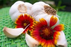 Garlic - (Soft Neck) Nootka Rose -Speed now SAR 4605