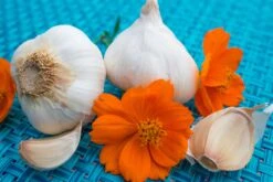 Garlic - (Soft Neck) Silver Rose 19 Garlic - (Soft Neck) Silver Rose -Speed now SAR 4612