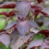 Shiso, Red (Perilla Leaf, Japanese Basil) 1 Shiso, Red (Perilla Leaf, Japanese Basil) -Speed now SHISOred