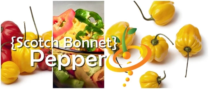 Pepper (Hot) - Scotch Bonnet, Yellow 🔥🔥🔥 3 Pepper (Hot) - Scotch Bonnet, Yellow 🔥🔥🔥