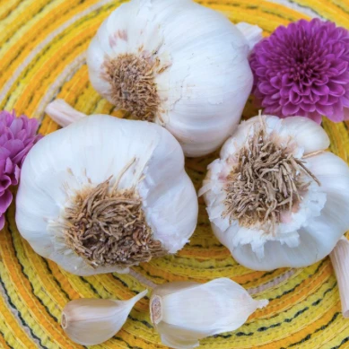 Garlic - (Soft Neck) Italian Late 3 Garlic - (Soft Neck) Italian Late
