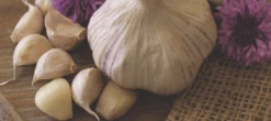 Garlic - (Hard Neck) Porcelain German (Organic) -Speed now Screen Shot 2018 10 25 at 7.20.38 AM