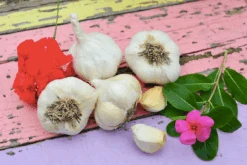 Garlic - (Soft Neck) Inchelium Red (Organic) -Speed now Screen Shot 2018 11 05 at 8.45.52 AM