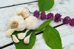 Garlic - (Soft Neck) Italian Late 13 Garlic - (Soft Neck) Italian Late -Speed now Screen Shot 2018 11 05 at 8.46.19 AM