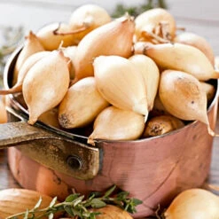 Shallot (sets) - Dutch, Yellow