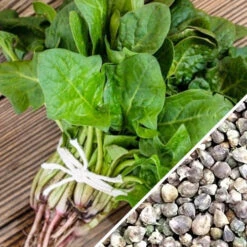 Spinach - America -Speed now Spinach America seeds