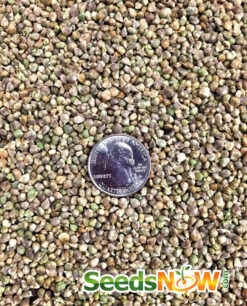 Spinach - America -Speed now Spinach America seeds 3