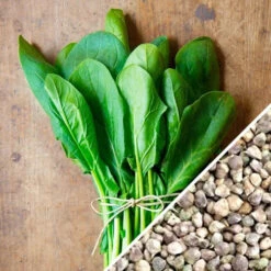 Spinach - Bloomsdale 12 Spinach - Bloomsdale -Speed now Spinach Bloomsdale seeds