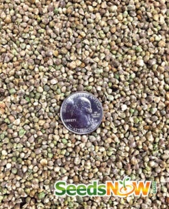 Spinach - Bloomsdale 15 Spinach - Bloomsdale -Speed now Spinach Bloomsdale seeds 2