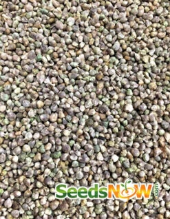 Spinach - Bloomsdale 14 Spinach - Bloomsdale -Speed now Spinach Bloomsdale seeds 4