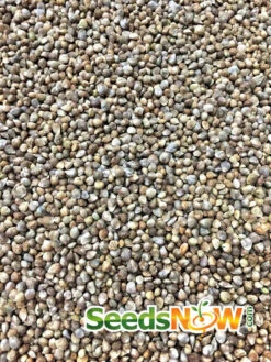 Spinach - Matador Viking 17 Spinach - Matador Viking -Speed now Spinach Matador Viking seeds 2