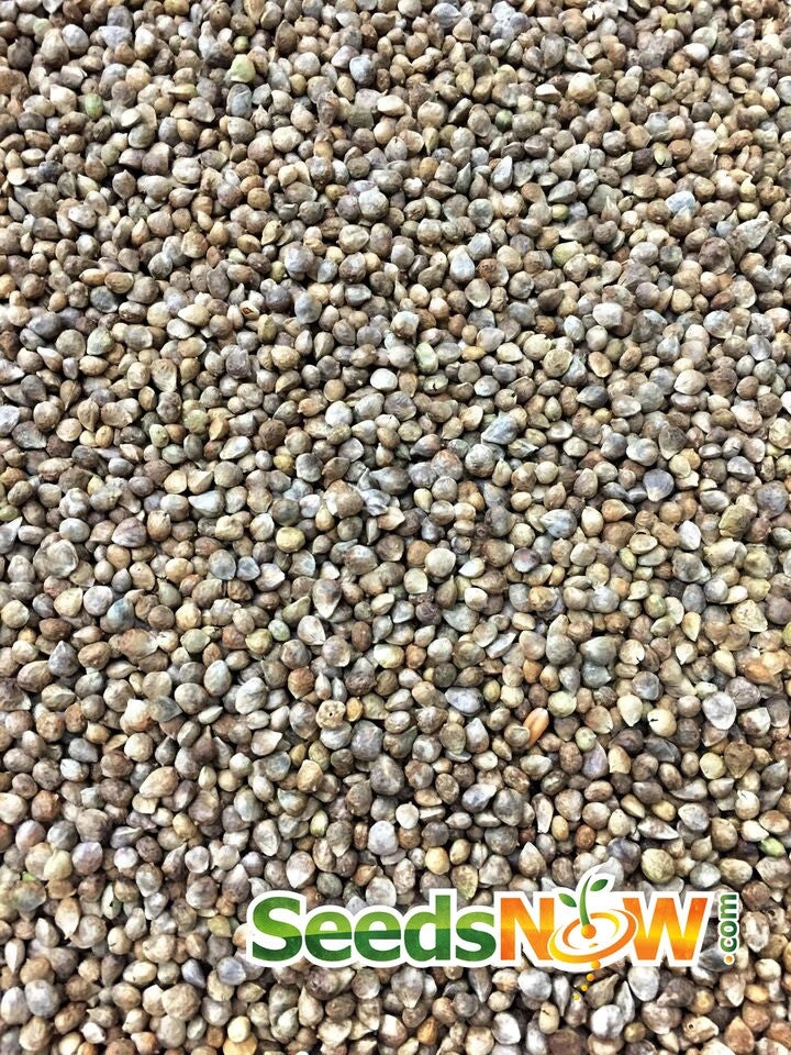 Spinach - Matador Viking 10 Spinach - Matador Viking - Image 8