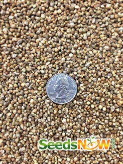 Spinach - Matador Viking 16 Spinach - Matador Viking -Speed now Spinach Matador Viking seeds 3