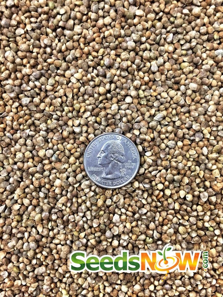 Spinach - Matador Viking 9 Spinach - Matador Viking - Image 7