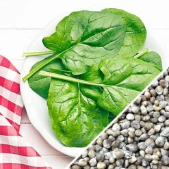 Spinach - Matador Viking 15 Spinach - Matador Viking -Speed now Spinach Matador Viking seeds main