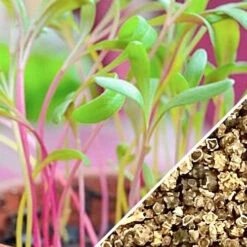 Sprouts/Microgreens - Rainbow Chard