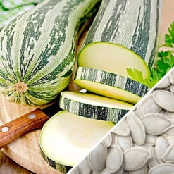 Squash (Summer) - Caserta 19 Squash (Summer) - Caserta -Speed now Squash Caserta seeds b3e518aa 45ca 4267 9302 fb00c757ac56