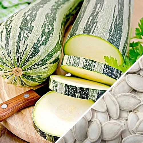 Squash (Summer) - Caserta 11 Squash (Summer) - Caserta - Image 9